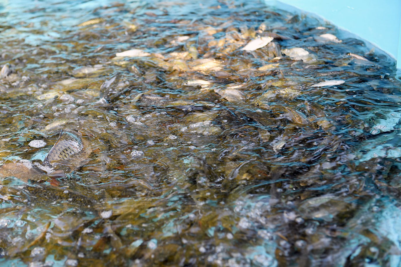 Сирдарёга бир миллиондан ортиқ балиқ чақалари қўйиб юборилди