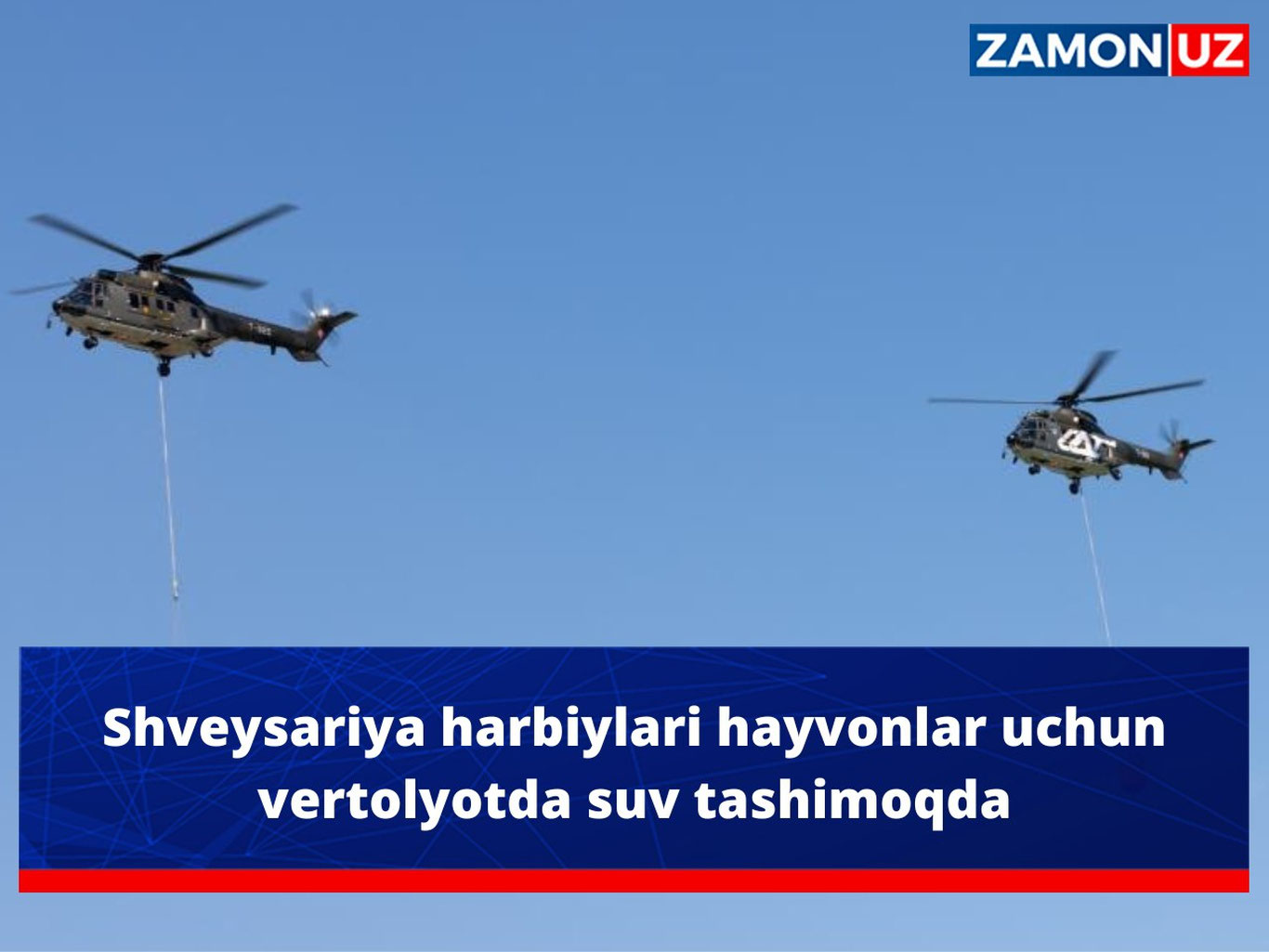 Shveysariya harbiylari hayvonlar uchun vertolyotda suv tashimoqda