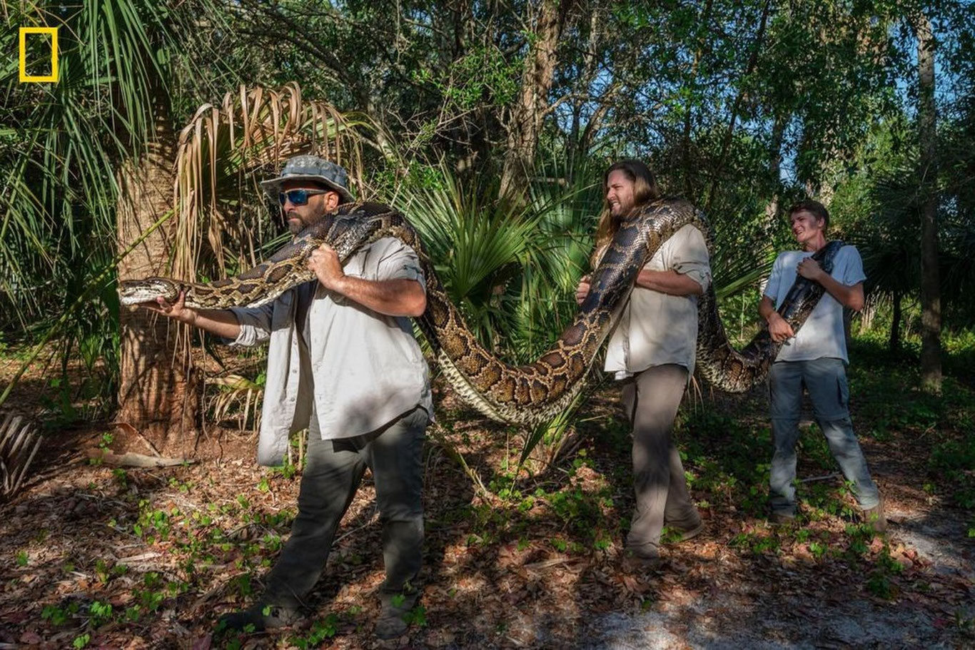 Floridani ulkan ilonlar egallab olmoqda