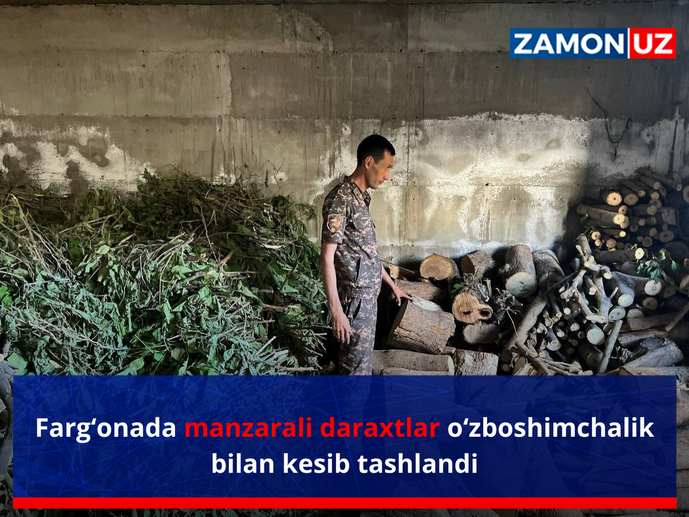 Фарғонада манзарали дарахтлар ўзбошимчалик билан кесиб ташланди