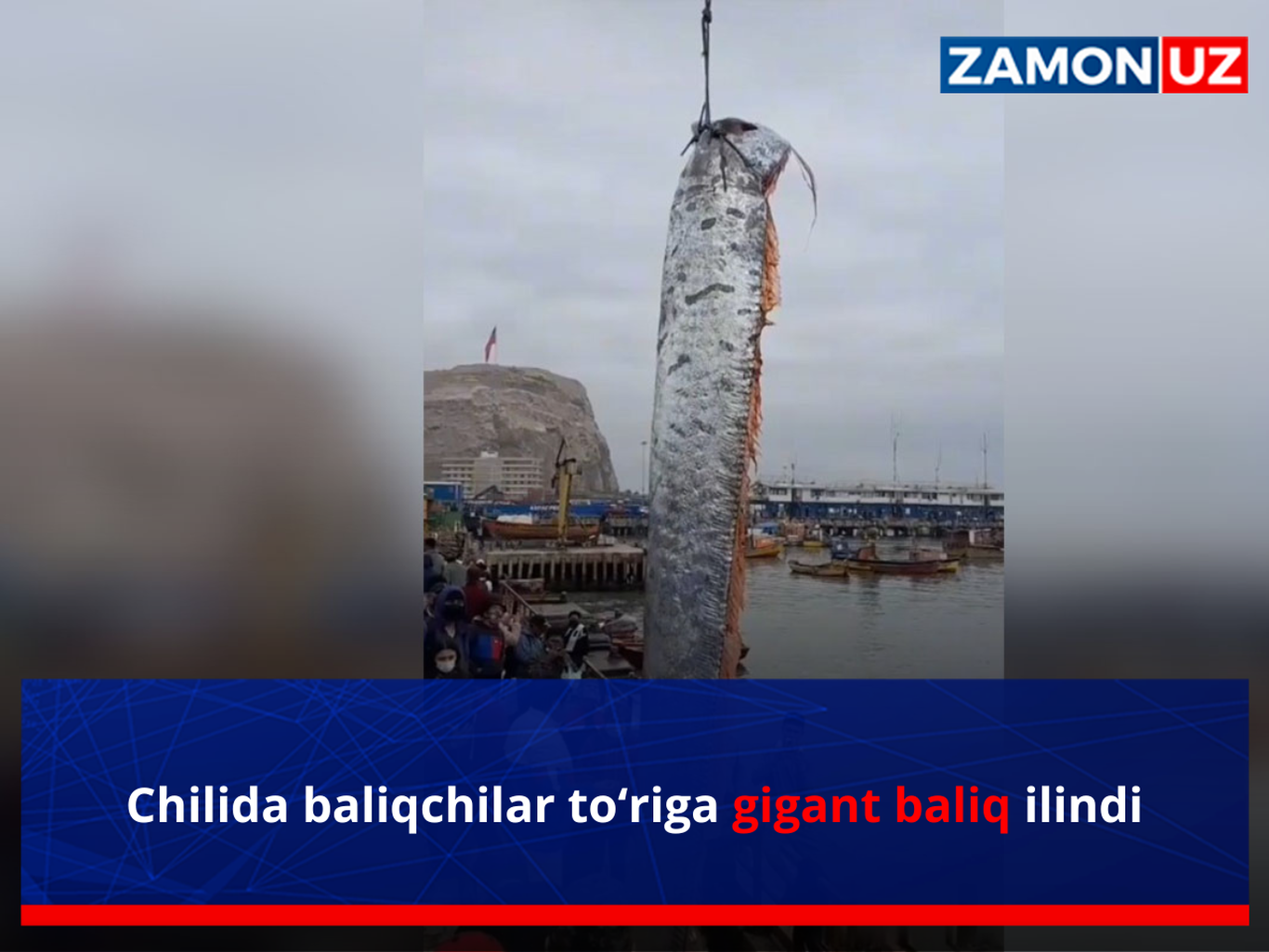 Чилида балиқчилар тўрига гигант балиқ илинди