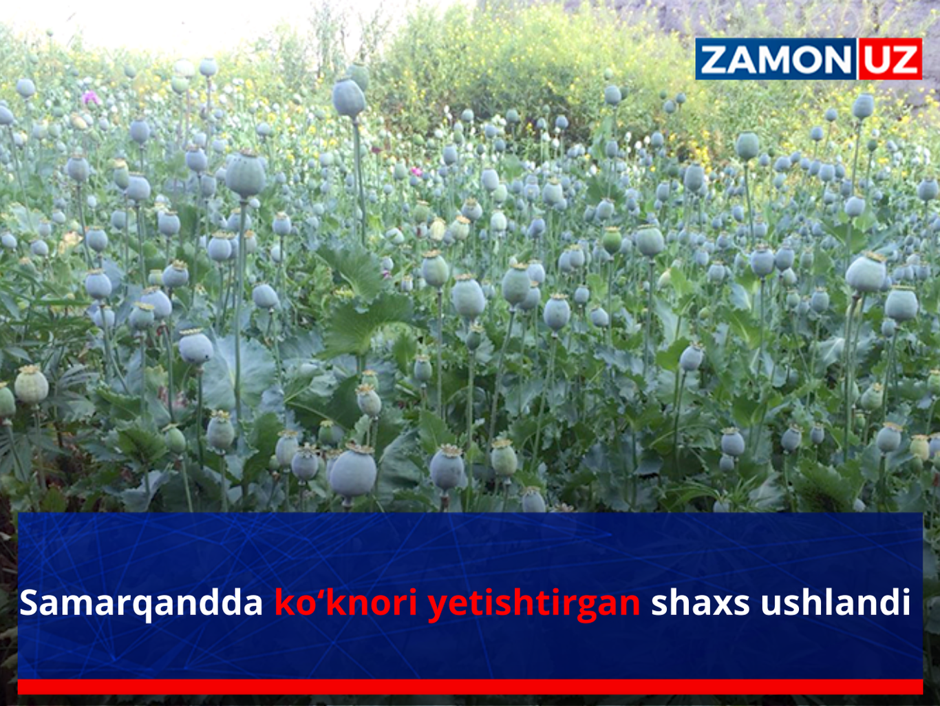 Самарқандда кўкнори етиштирган шахс ушланди