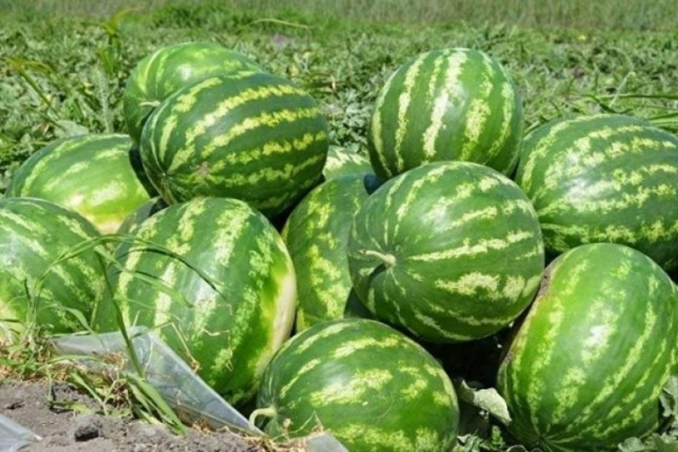 Ўзбекистон тарвуз экспорти бўйича рекордни янгилади