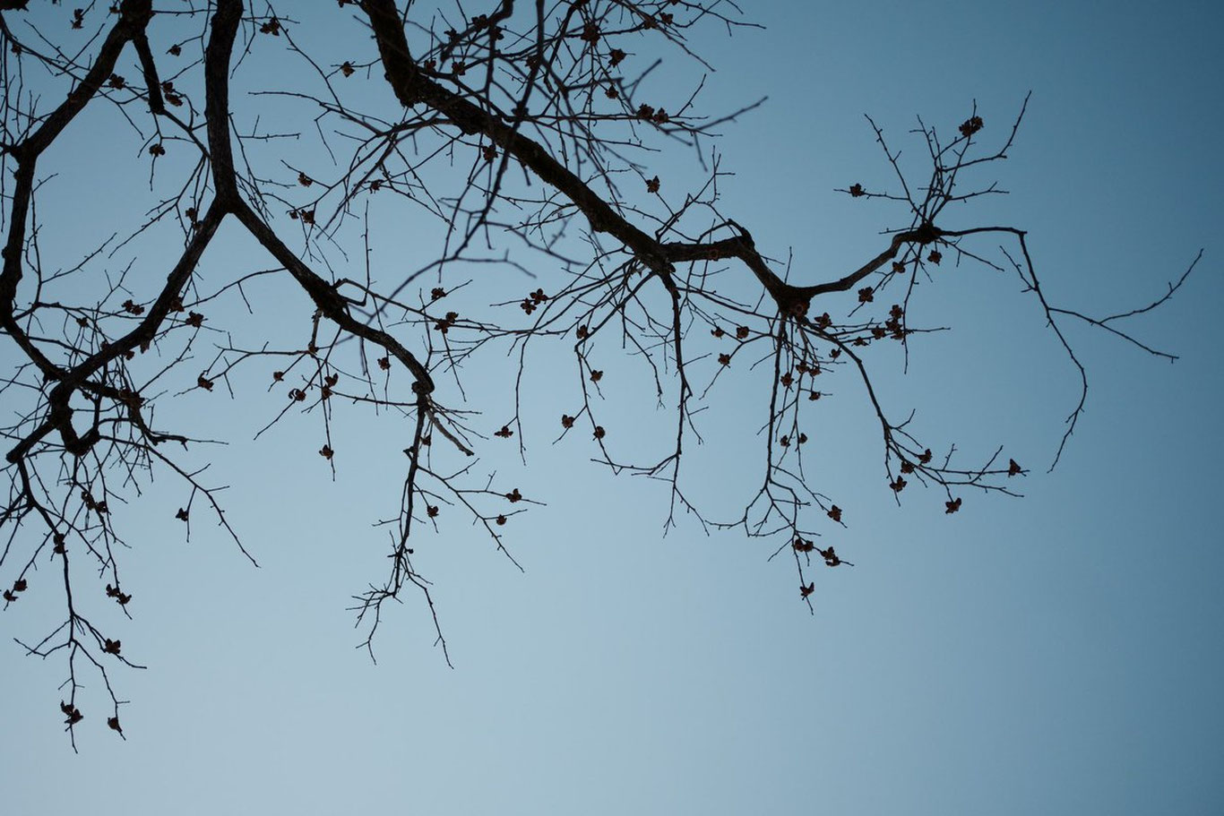 Баҳорнинг илк кунида қандай об-ҳаво кузатилади?