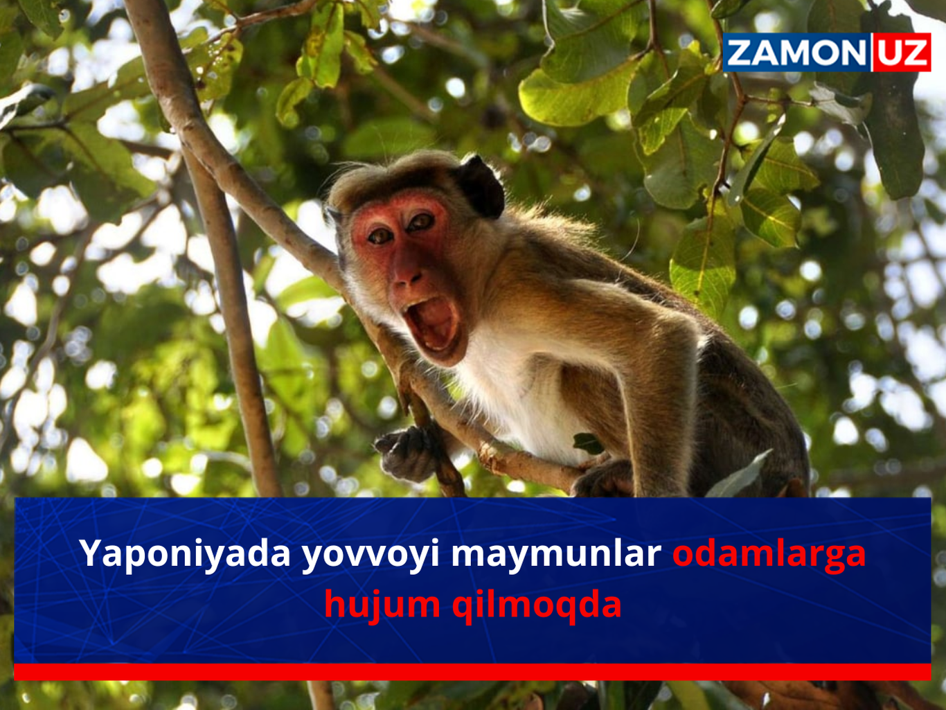 Японияда ёввойи маймунлар одамларга ҳужум қилмоқда