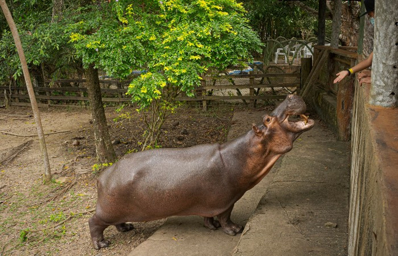 Пабло Эскобарнинг бегемотлари Ҳиндистон ва Мексикага жўнатилади