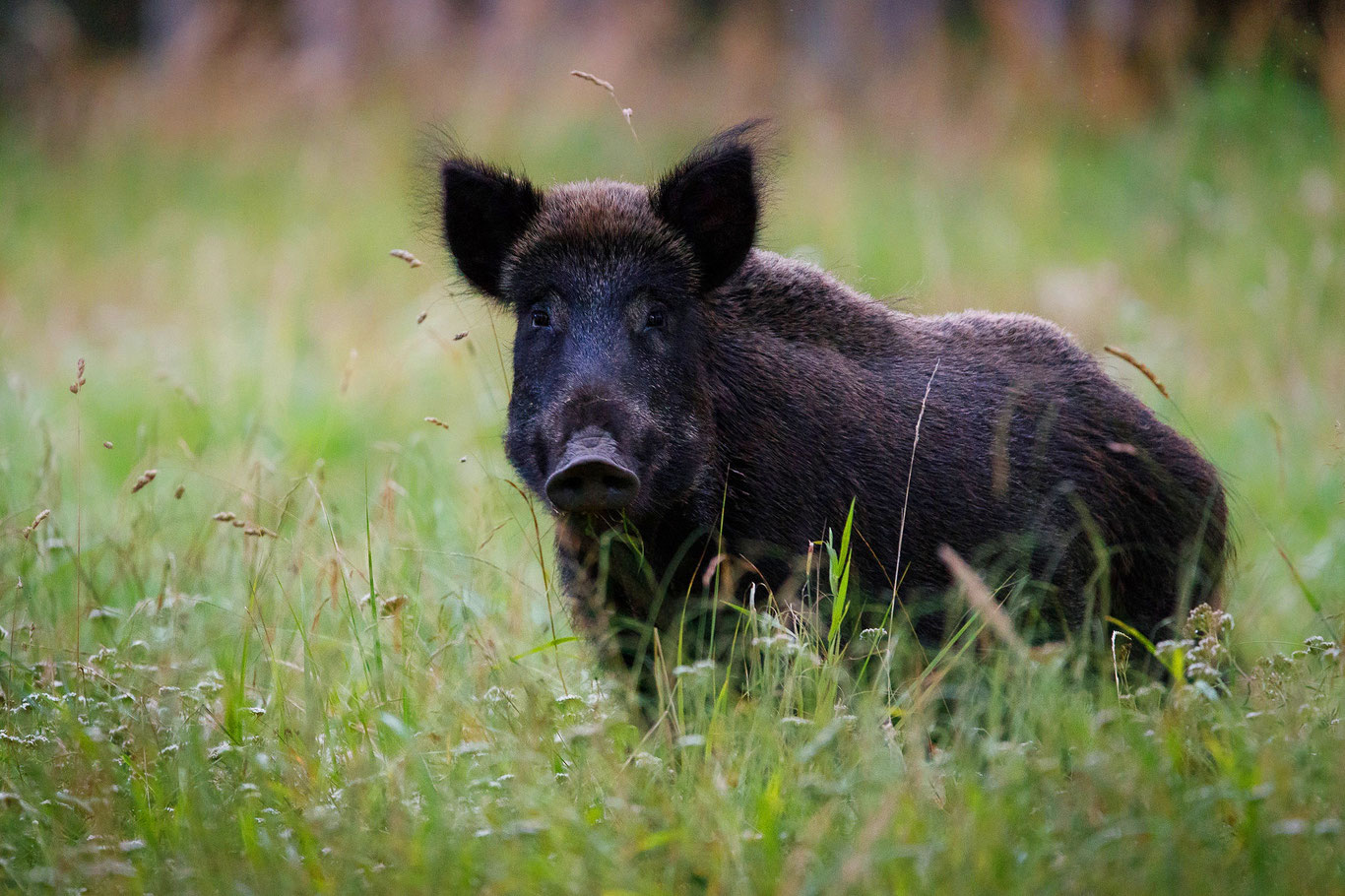 Italiyaliklar yovvoyi cho‘chqalar muammosiga duch keldi