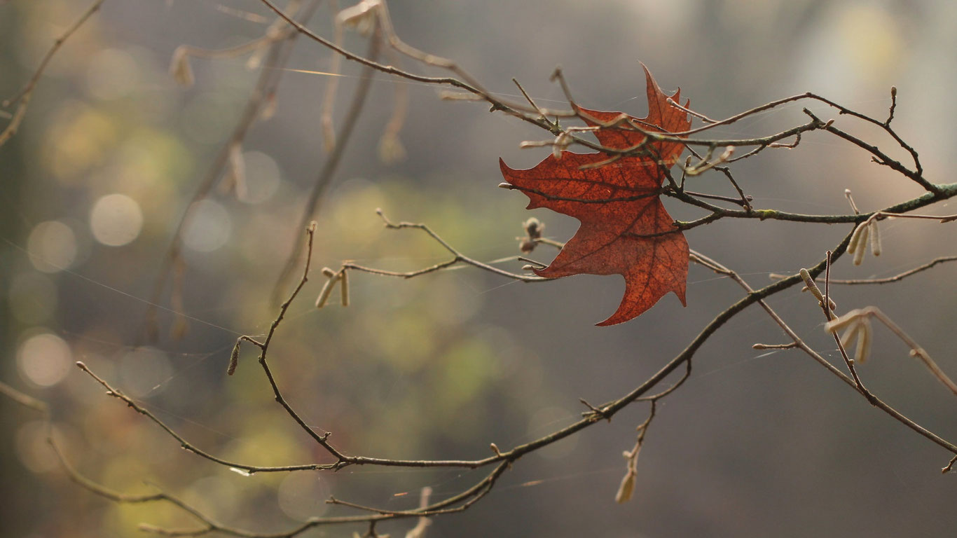 Yakshanba mutolaasi: Jamiyat yaralarini davolagan umid