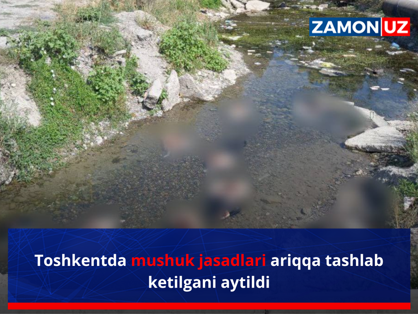 Toshkentda mushuk jasadlari ariqqa tashlab ketilgani aytildi