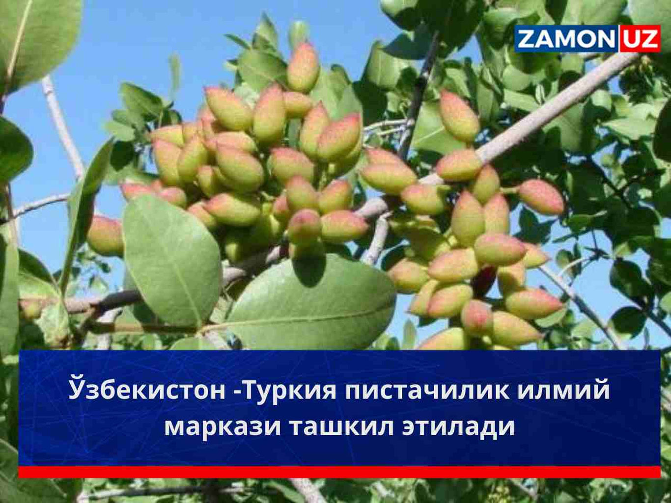 Ўзбекистон – Туркия пистачилик илмий маркази ташкил этилади