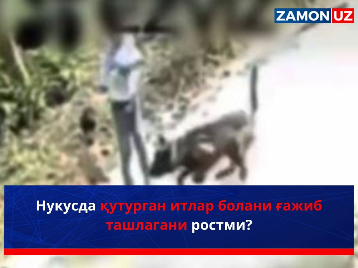 Нукусда қутурган итлар болани ғажиб ташлагани ростми?