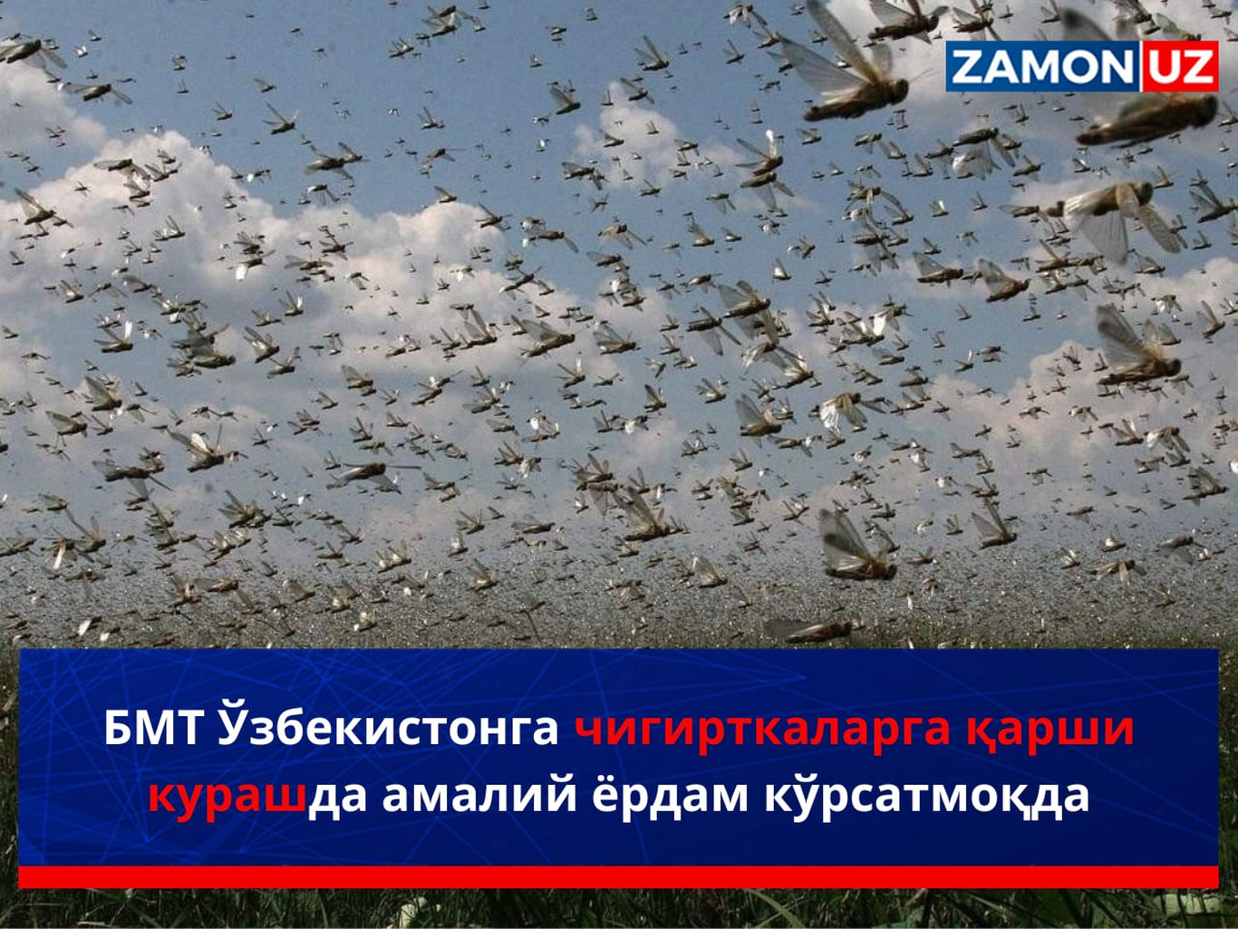 БМТ Ўзбекистонга чигирткаларга қарши курашда амалий ёрдам кўрсатмоқда