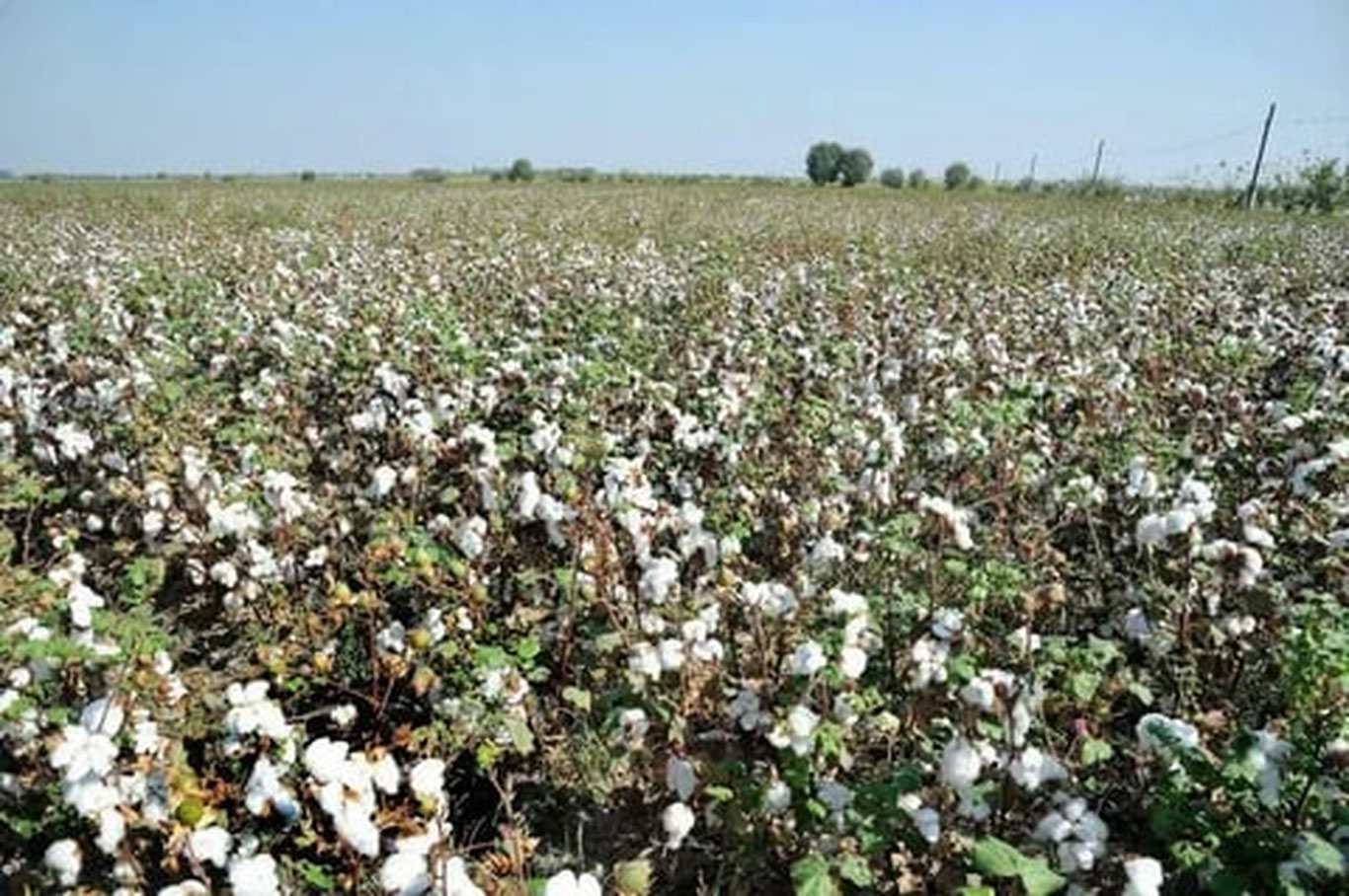 Ўзбекистон ва АҚШлик олимлар янги пахта навини яратди