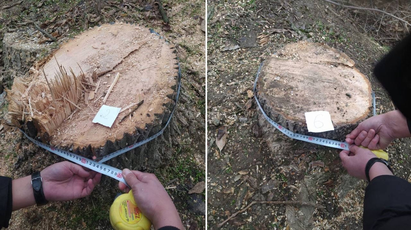 Toshkent viloyatida tunda daraxtlarga hujum qilindi