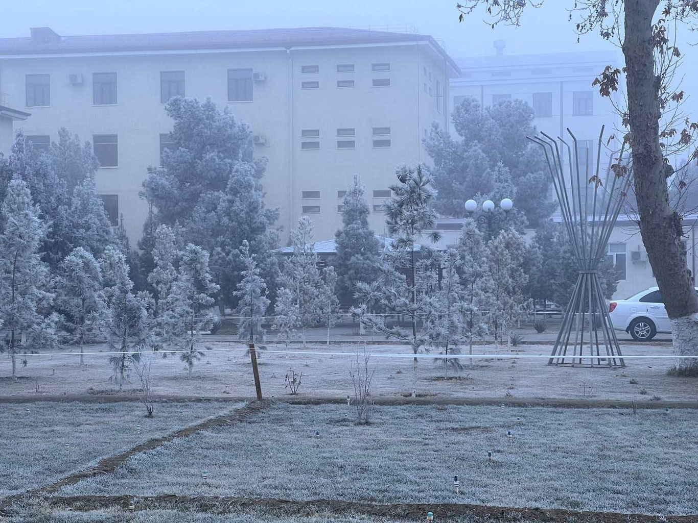 Buxoroda bulduruq hodisasi kuzatilmoqda