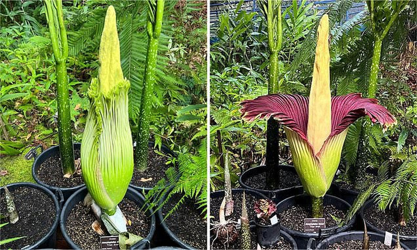 Дунёнинг энг бадбўй гулини кўриш учун минглаб одамлар йиғилди