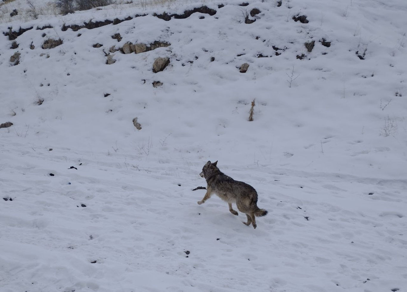 Сирдарёда кўпкари учун совринга бўри қўйишмоқчи бўлди