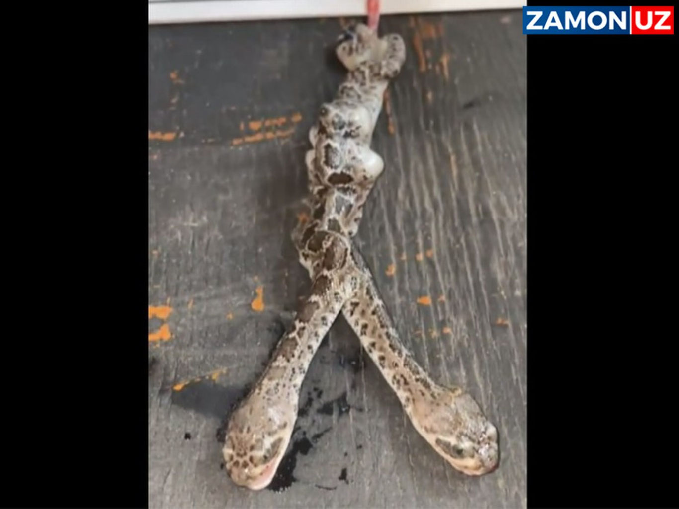 JARda ikki boshli ilon dunyoga keldi