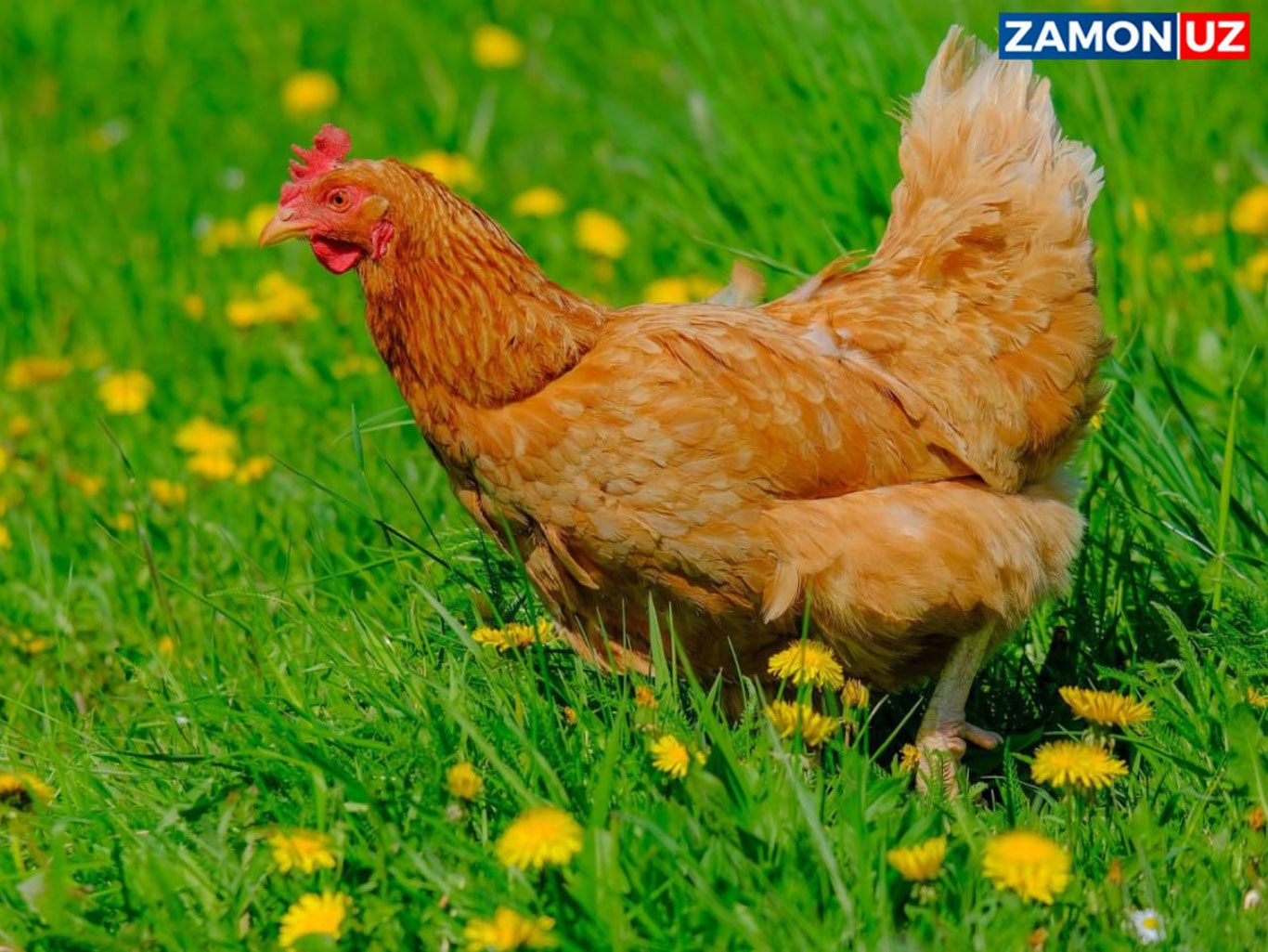 Товуқ қариянинг “қотили”га айланди