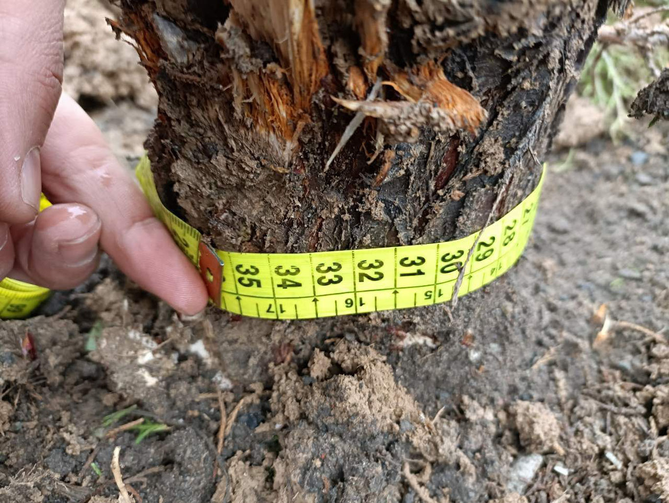 Тошкентда метан «заправка»даги арчалар кесиб ташланди