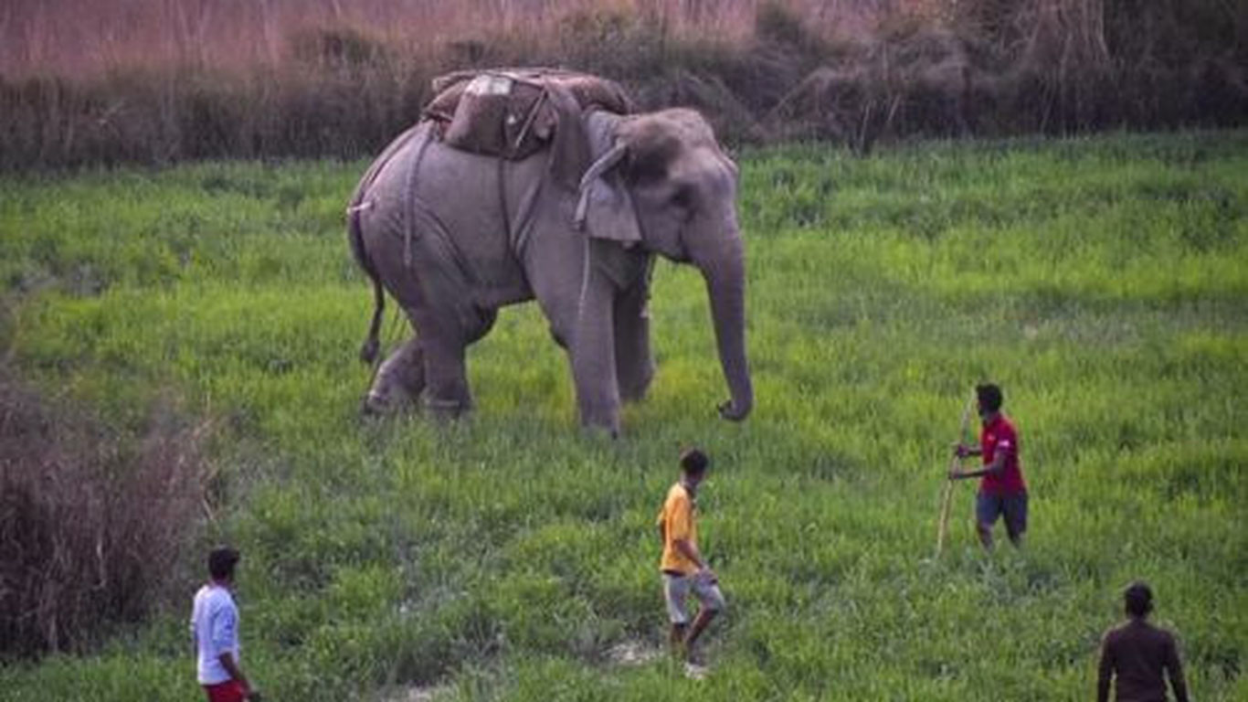 Fil 3 kishini bosib o‘ldirdi