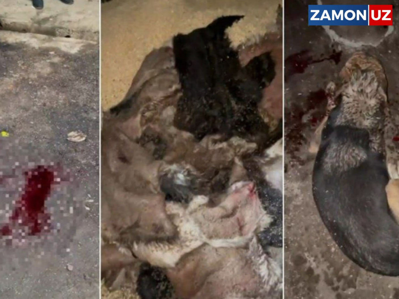 Toshkent viloyatida itlar so‘yib tashlandi
