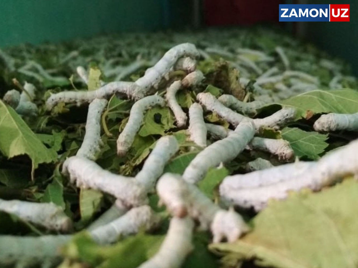 Endi mahkumlar ham pilla yetishtirishda ishtirok etadi