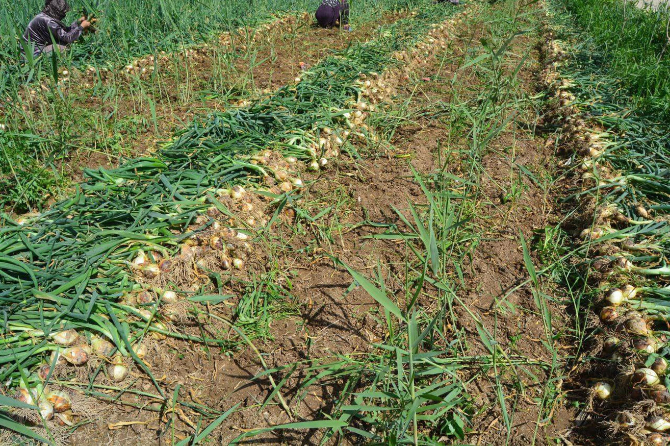 Сурхондарёда пиёз пишди