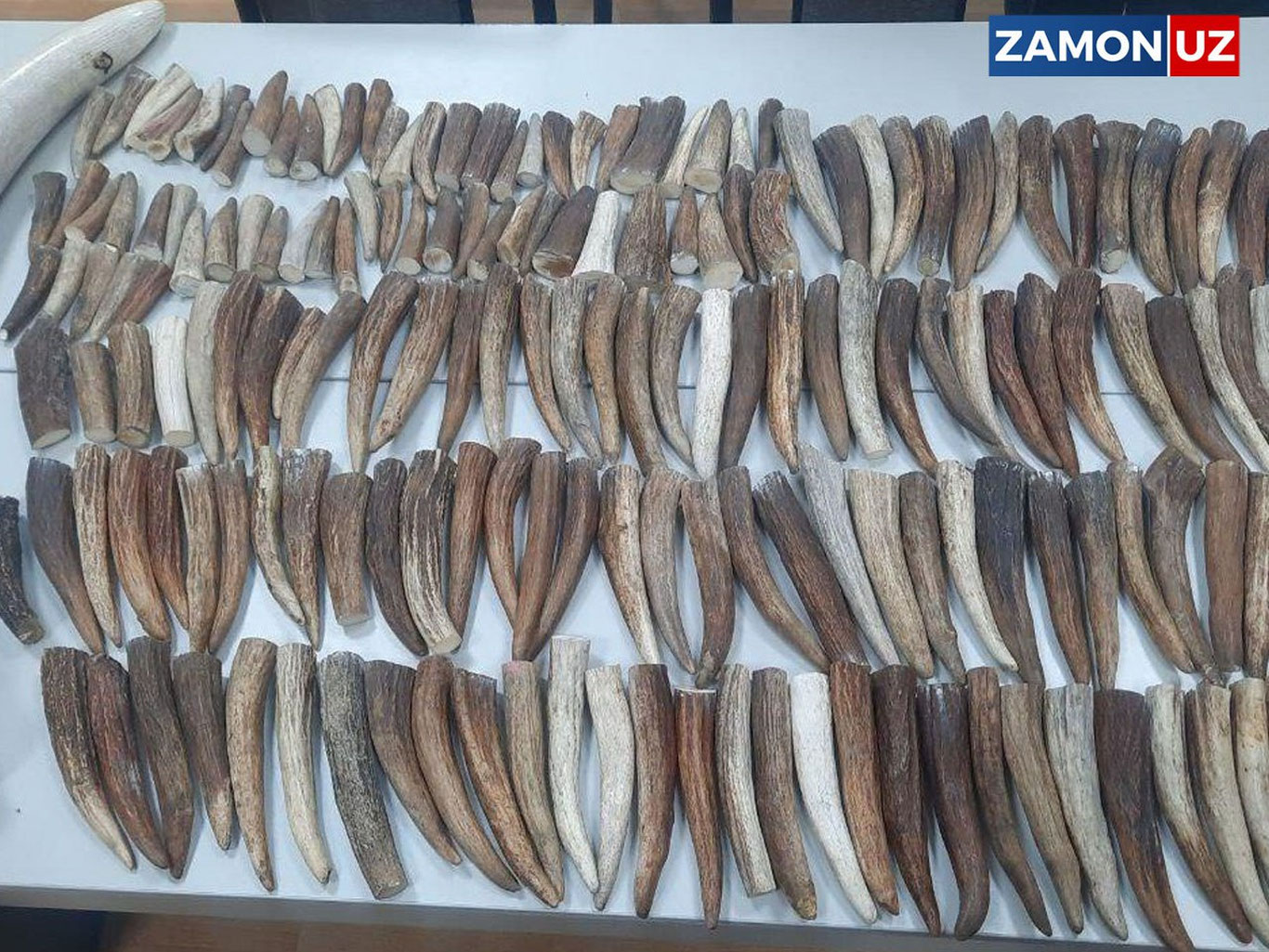 Қўшни давлатдан 180 дона буғу шохларини ноқонуний олиб ўтишга уринилган