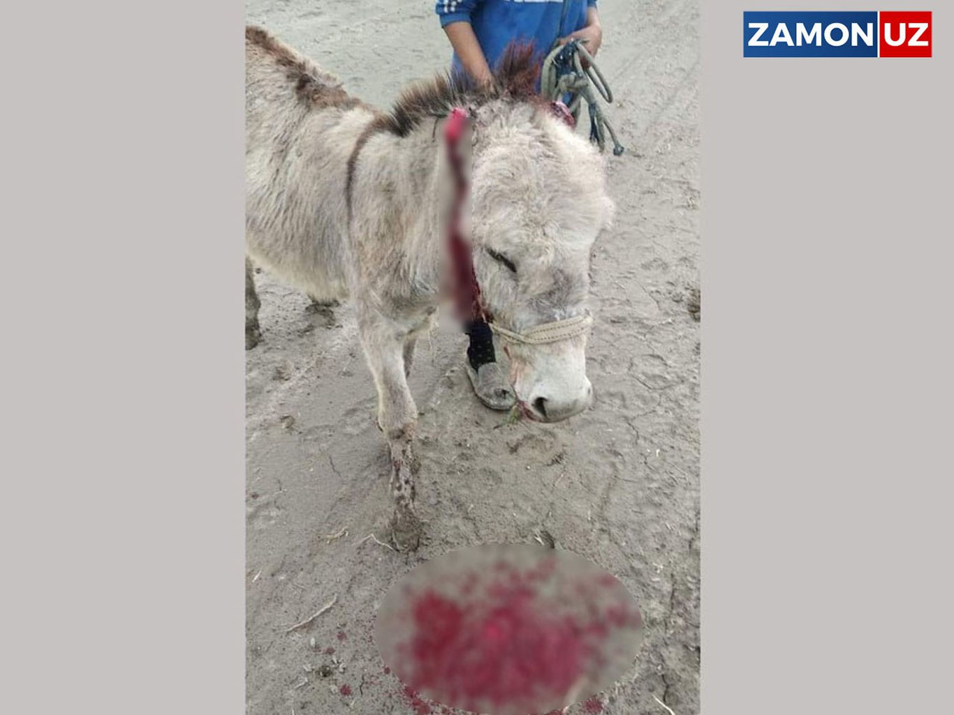 Buxoroda eshakning quloqlari shafqatsizlarcha kesib tashlandi