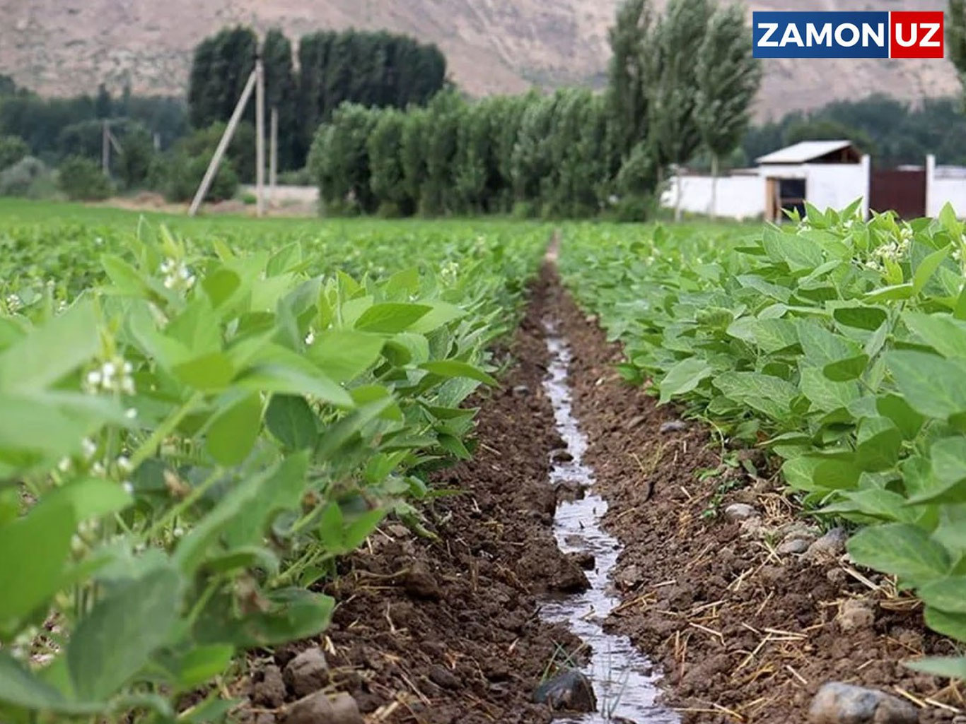 Энди дала четларидаги ерлар ҳам бўш турмайди