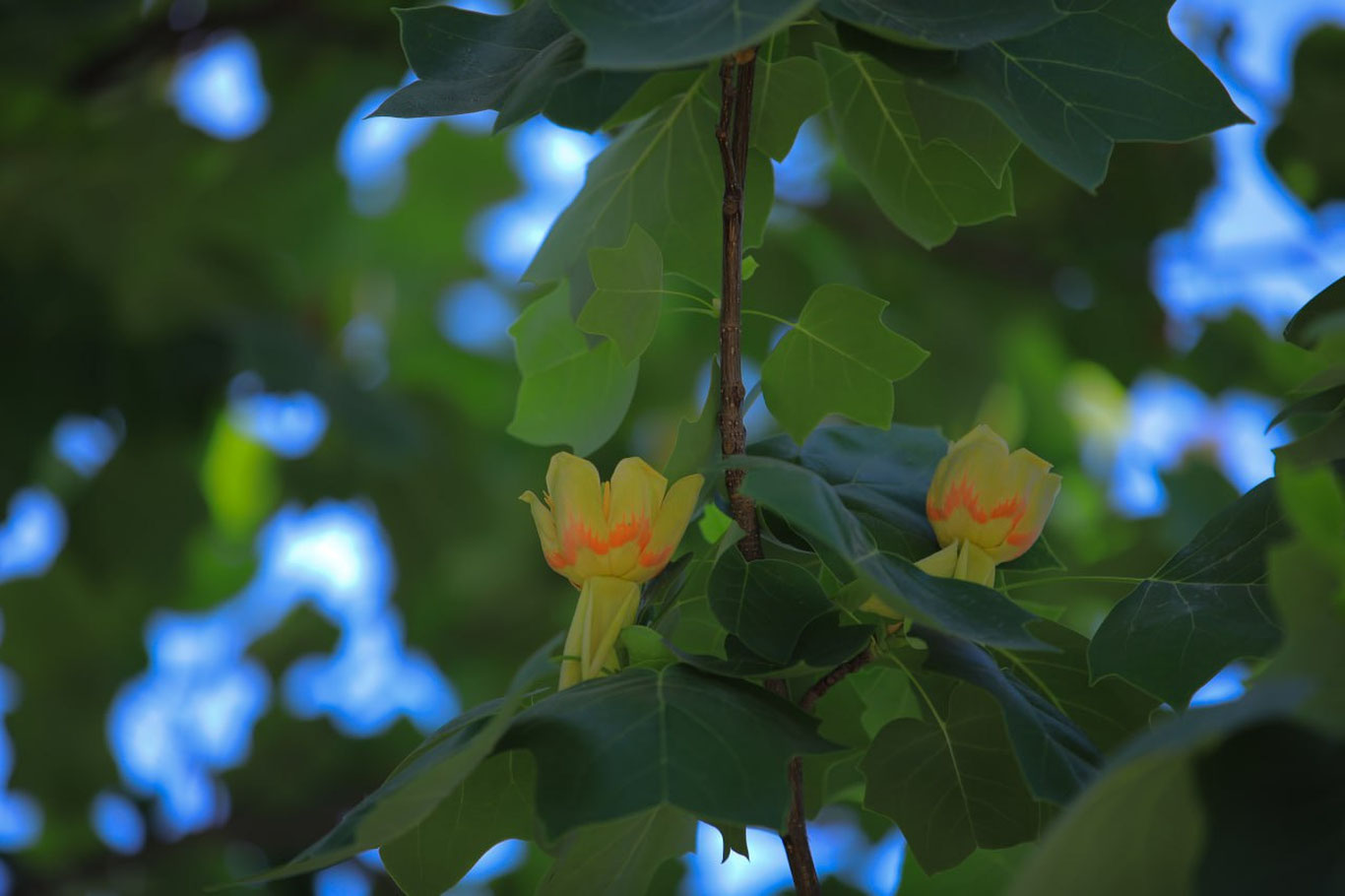 «Ўзгидромет» 1 май учун об-ҳаво прогнозини маълум қилди