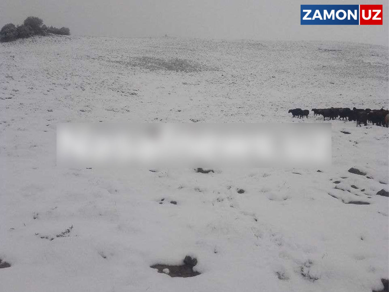Қашқадарё ва Жиззахнинг тоғли ҳудудларида қор ёғяпти