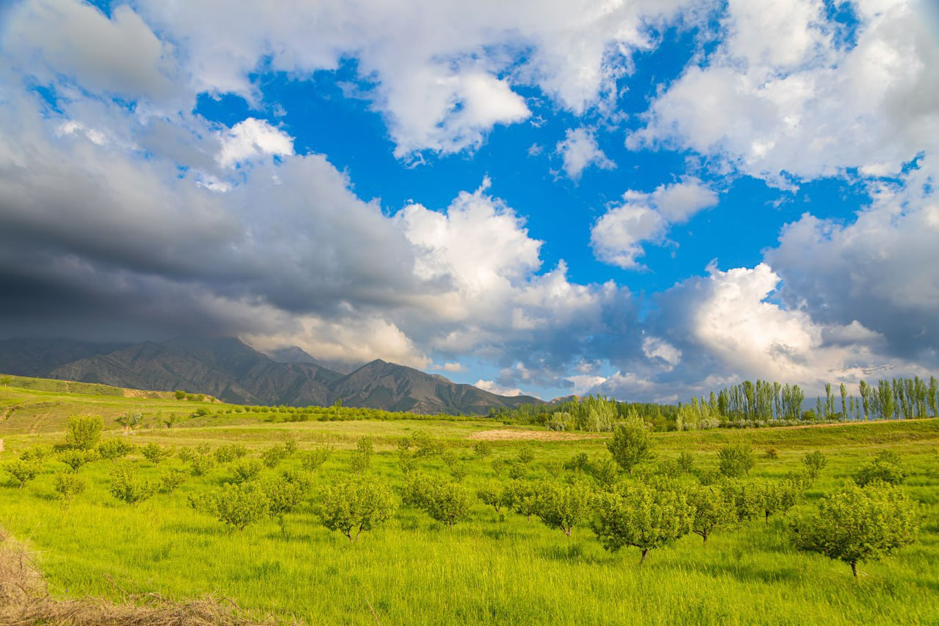 «Ўзгидромет» 31 май учун об-ҳаво прогнозини эълон қилди