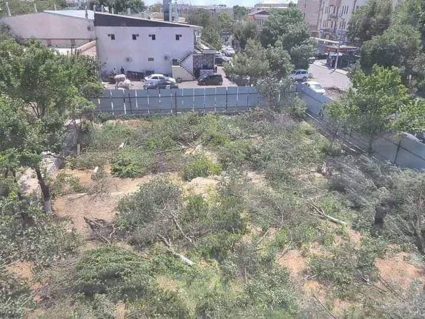 Buxoroda daraxt kesilishi ortidan masjid imomi jazolandi