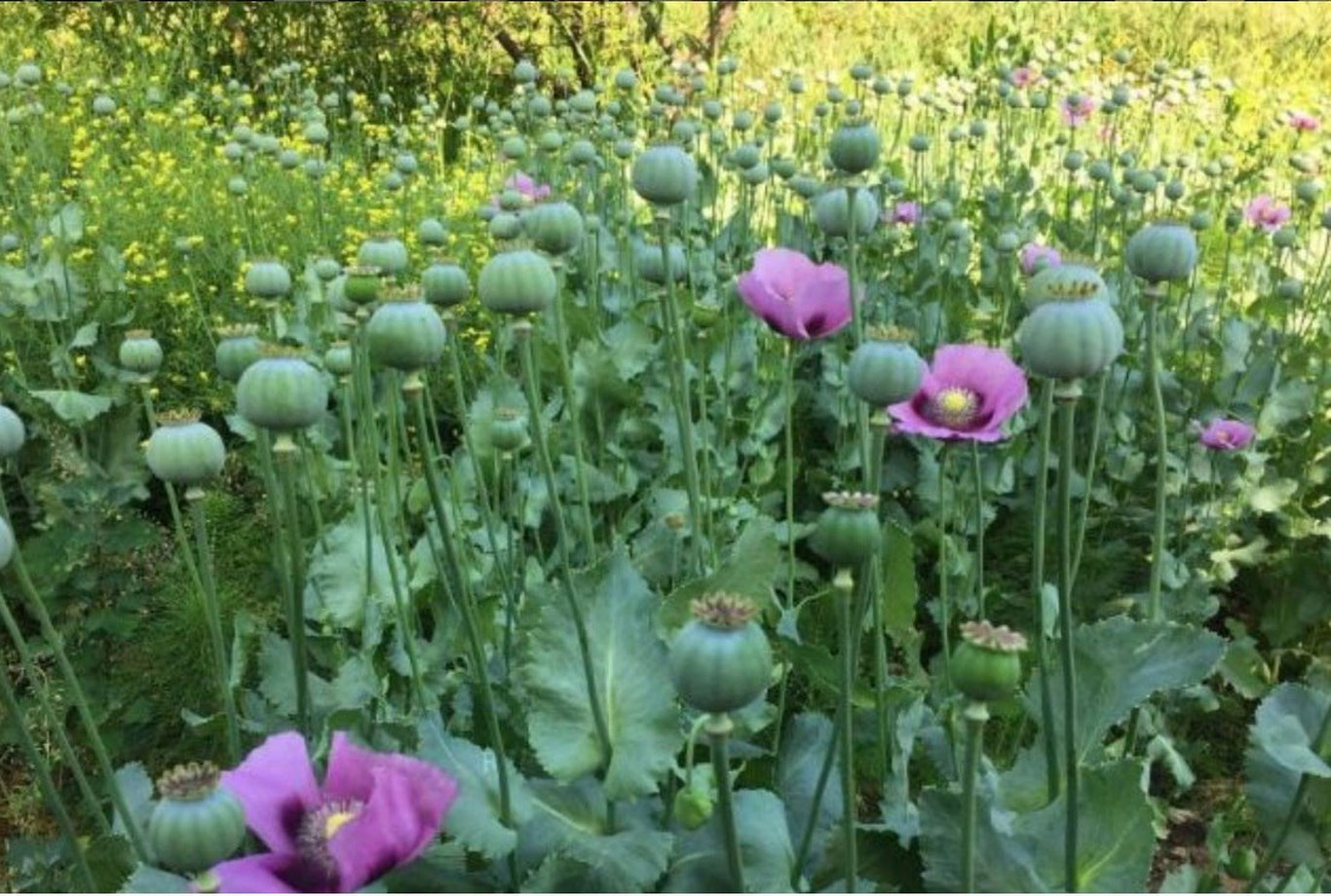 Фарғонада уйида кўкнори етиштираётган шахс аниқланди