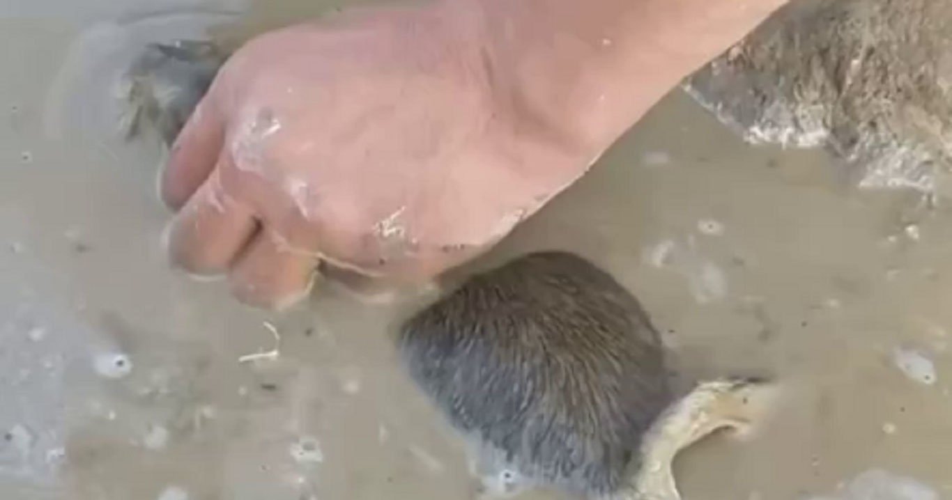 O‘zbekistonlik yigit yumronqoziqni o‘lgunicha qiynadi