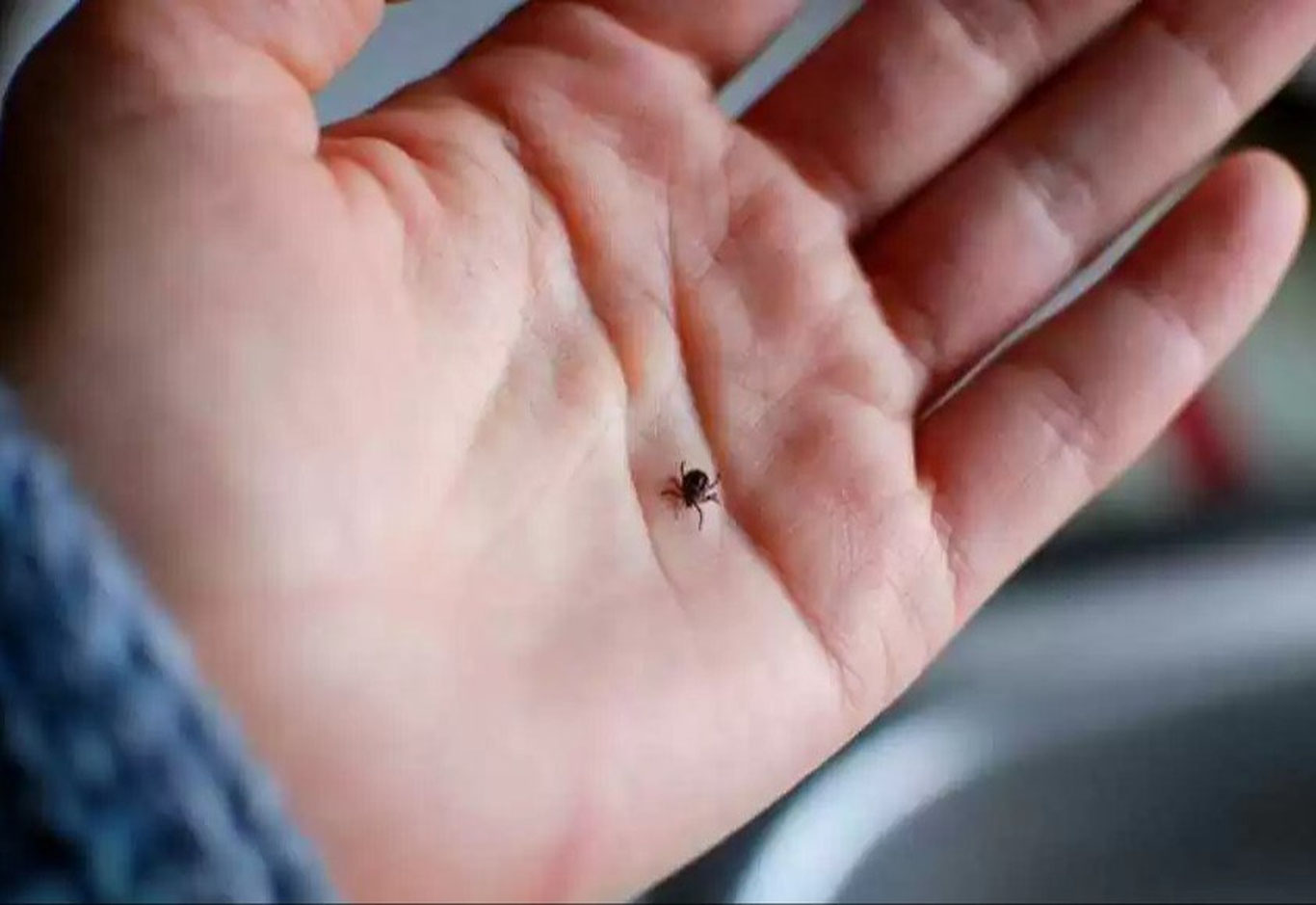 Қозоғистонда кана чақиши натижасида инсонларда ўлим ҳолати кузатилмоқда