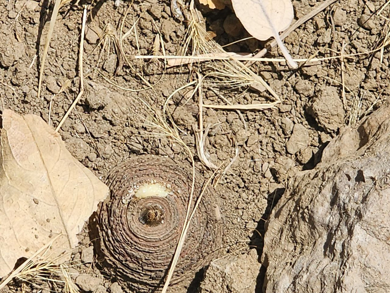 Qashqadaryoda tojik kavragi o'simligiga zarar yetkazildi