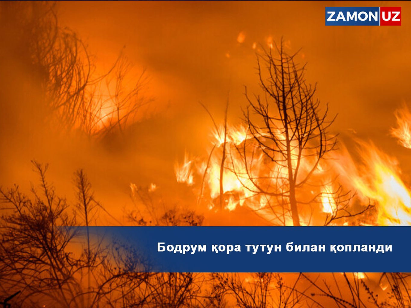 Бодрум қора тутун билан қопланди