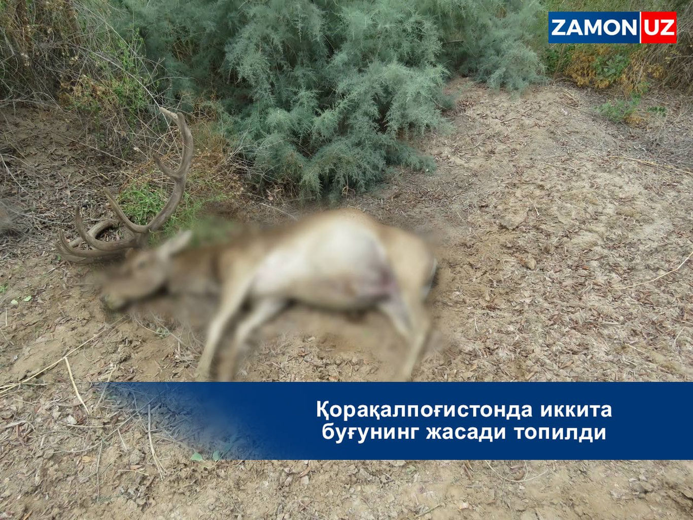 Qoraqalpog'istonda ikkita bug'uning jasadi topildi