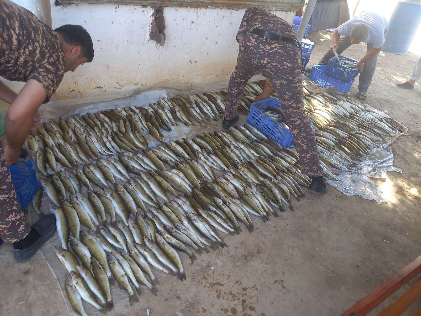 Жиззахда 500 дан ортиқ балиқ ноқонуний овлангани аниқланди