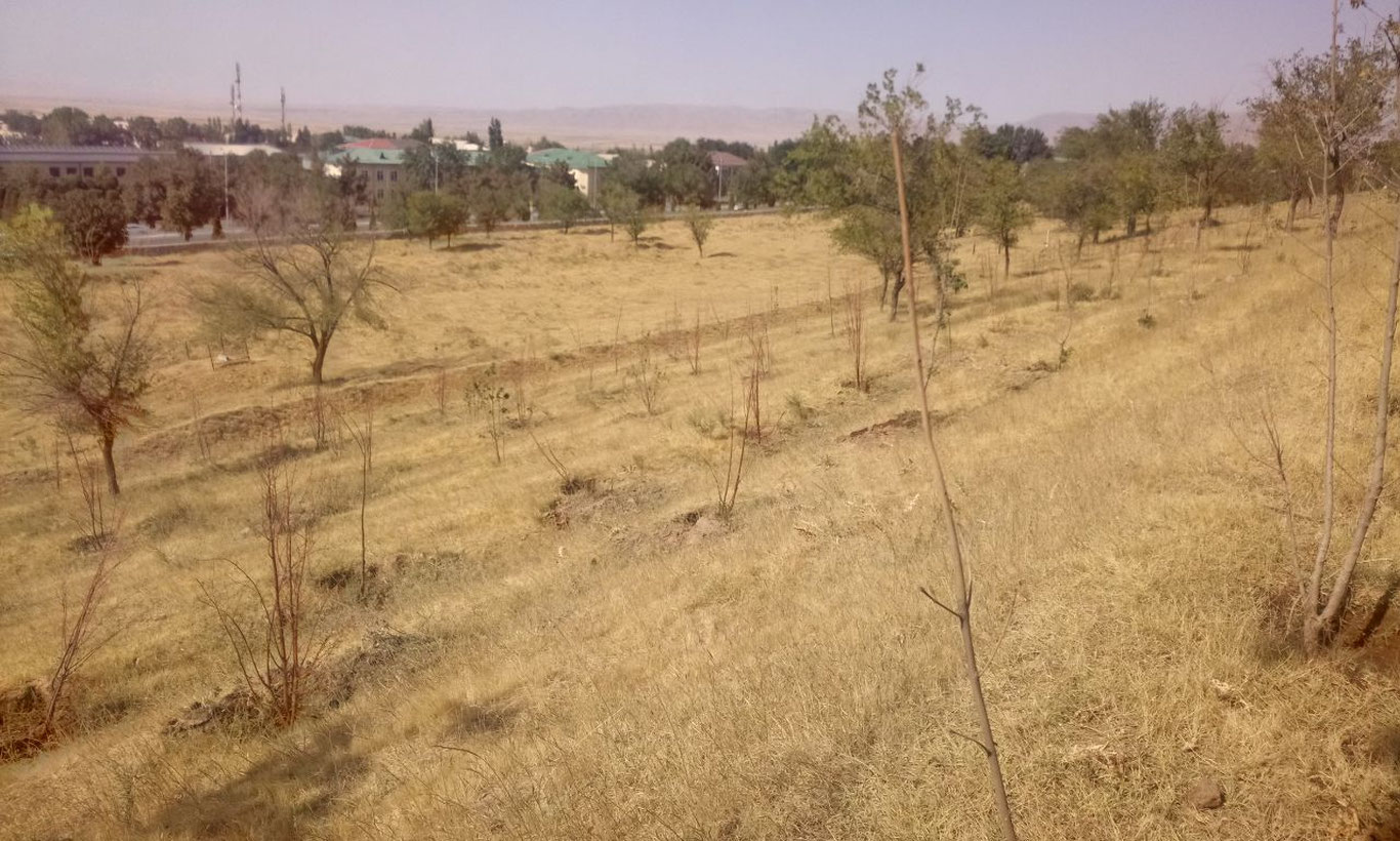 Jizzaxda ko‘chatlar qurib qolgani uchun Obodonlashtirish boshqarmasi masʼuli jazoga tortildi