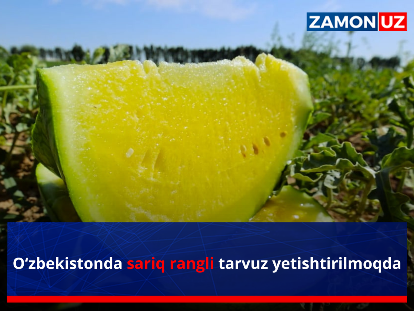 O‘zbekistonda sariq rangli tarvuz yetishtirilmoqda