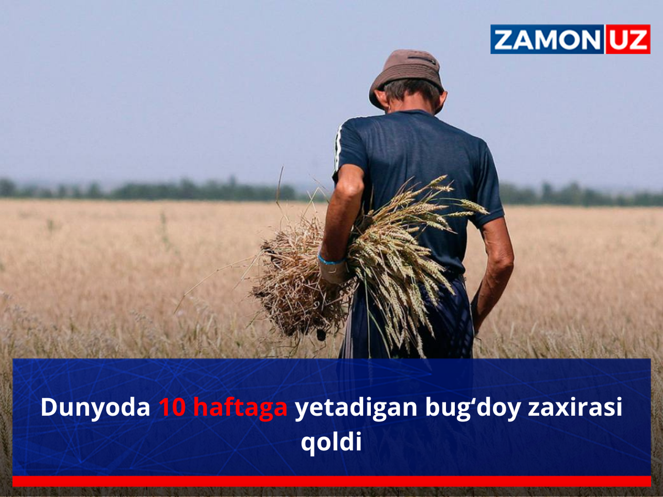 Дунёда 10 ҳафтага етадиган буғдой захираси қолди