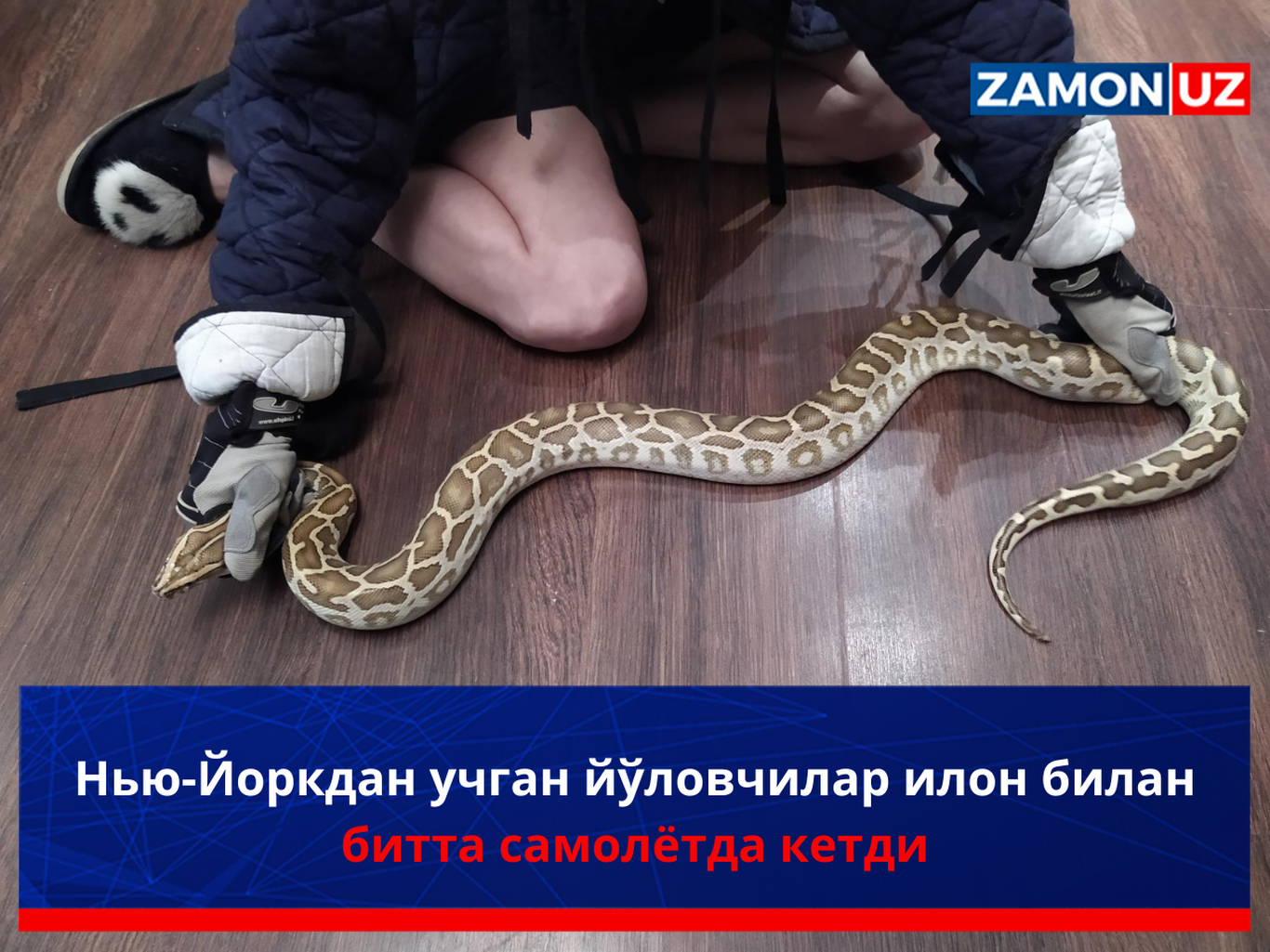 Нью-Йоркдан учган йўловчилар илон билан битта самолётда кетди