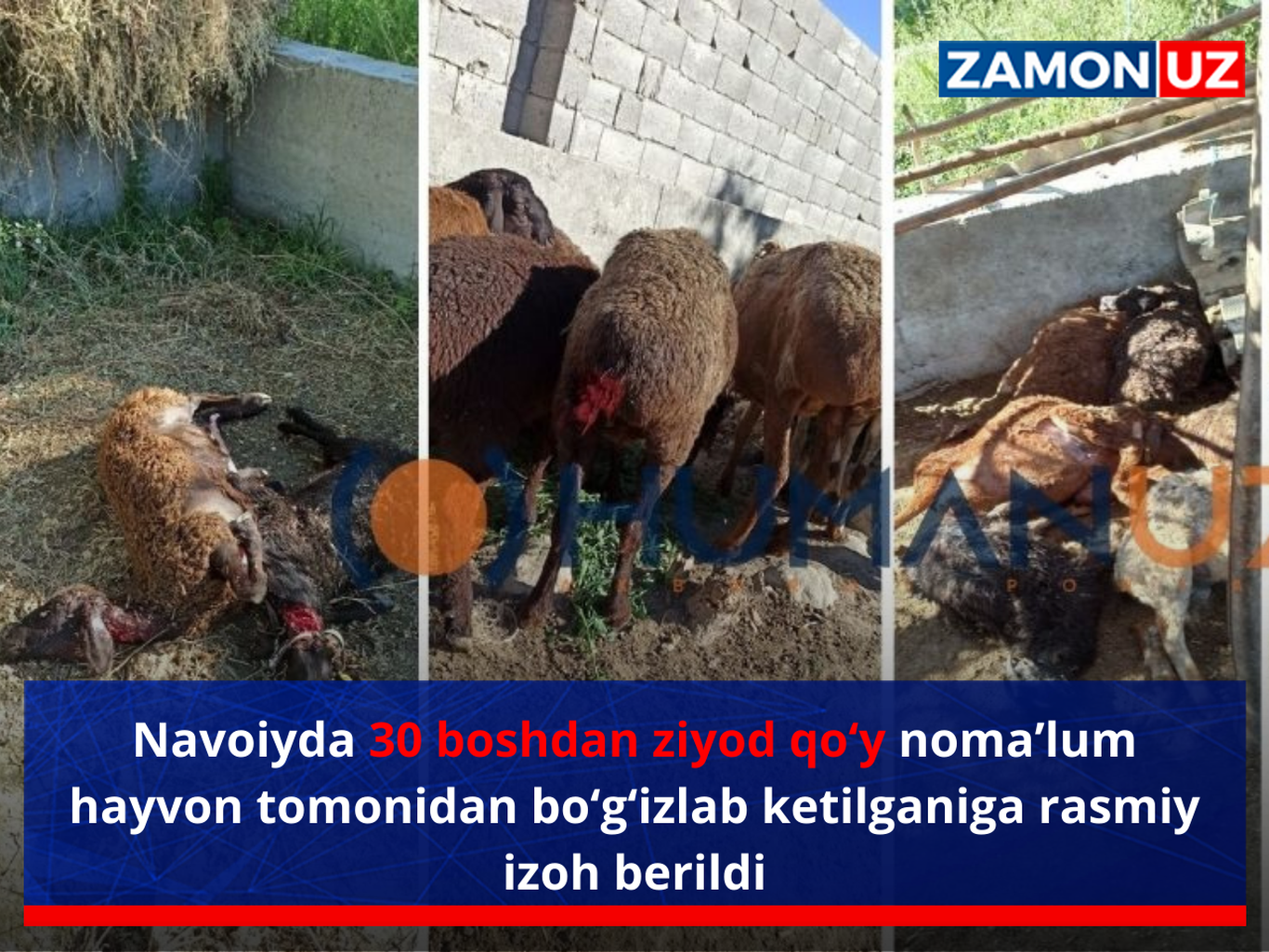 Navoiyda 30 boshdan ziyod qo‘y noma’lum hayvon tomonidan bo‘g‘izlab ketilganiga rasmiy izoh berildi