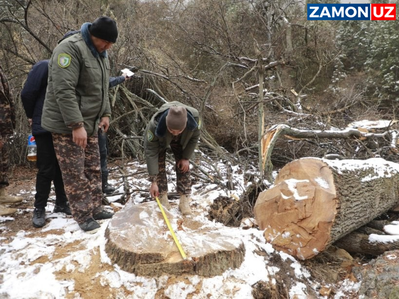 Сурхондарёда салкам 60 та дарахт кесиб кетилди