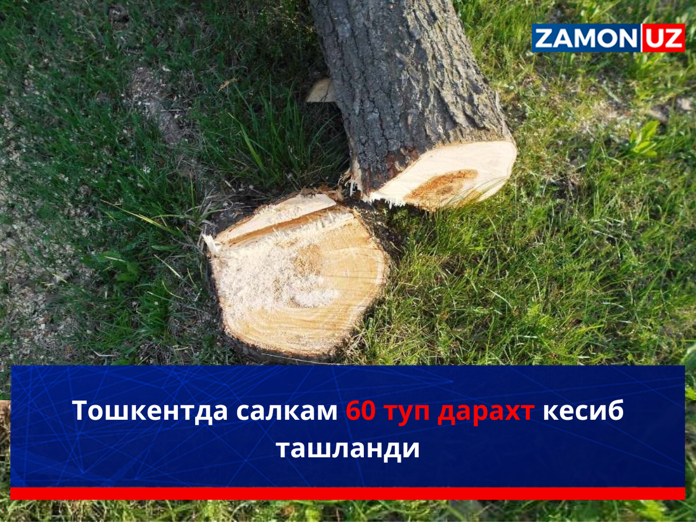 Toshkentda salkam 60 tup daraxt kesib tashlandi
