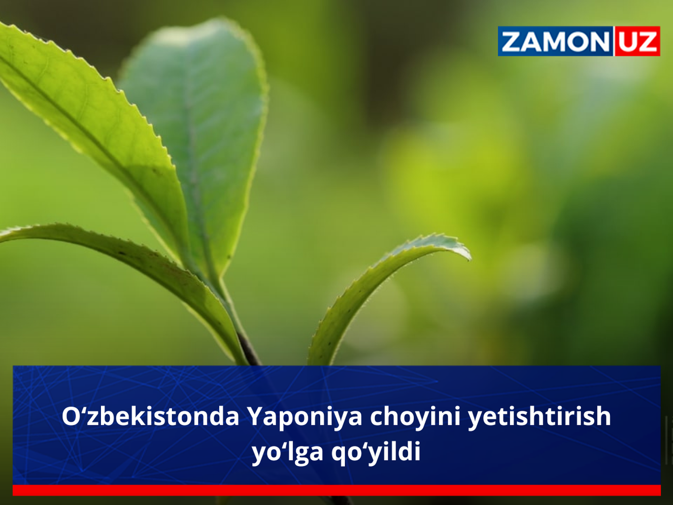 O‘zbekistonda Yaponiya choyini yetishtirish yo‘lga qo‘yildi